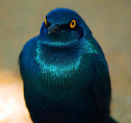 The greater blue-eared starling or greater blue-eared glossy-starling (Lamprotornis chalybaeus) is a bird that breeds from Senegal east to Ethiopia and south through eastern and south africa 