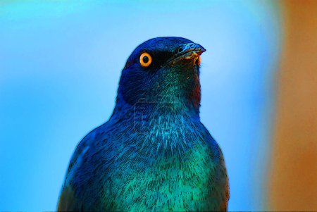 Photo for The greater blue-eared starling or greater blue-eared glossy-starling (Lamprotornis chalybaeus) is a bird that breeds from Senegal east to Ethiopia and south through eastern and south africa - Royalty Free Image