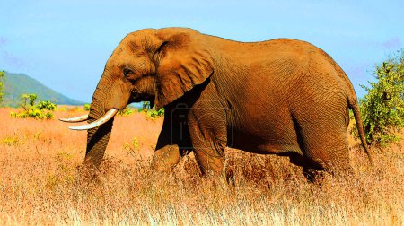 Photo for Kruger park in South Africa: African elephant, bush elephant, is the largest living terrestrial animal - Royalty Free Image