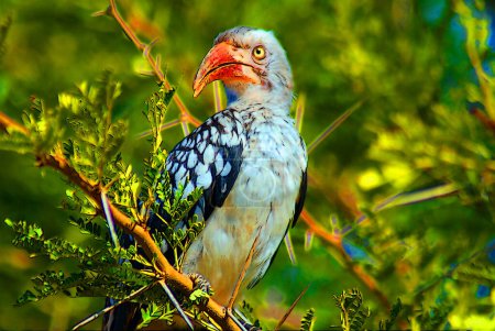 Abbildung eines Rotschnabelhornvogels sind soziale Vögel, die sich in kleinen Gruppen oder Paaren versammeln. Sambesi-Nationalpark Victoria Falls am Sambesi-Fluss in Simbabwe.