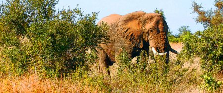 Foto de Parque Kruger en Sudáfrica: elefante africano, elefante arbusto, es el animal terrestre vivo más grande - Imagen libre de derechos