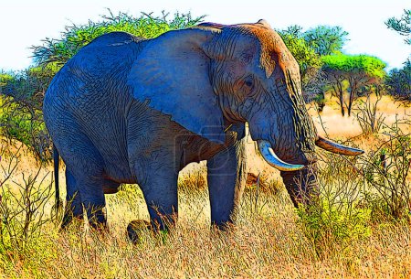 Photo for Kruger park in South Africa: African elephant, bush elephant, is the largest living terrestrial animal - Royalty Free Image