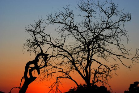 Photo for Sunset at Kruger park South Africa is one of the largest game reserves in Africa. - Royalty Free Image