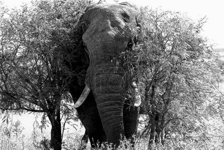 Afrikanische Elefanten sind Elefanten der Gattung Loxodonta. Die Gattung besteht aus zwei Arten: dem afrikanischen Buschelefanten L. africana und dem kleineren afrikanischen Waldelefanten