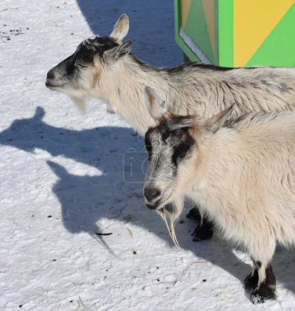 The domestic goats (Capra aegagrus hircus) is a subspecies of goats domesticated from the wild goats of southwest Asia and Eastern Europe.
