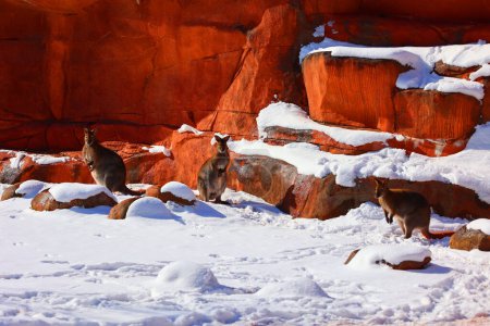 Wallabys im Zoo bei sonnigem Wintertag