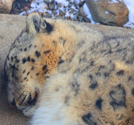 Foto de Vista de cerca del leopardo de la nieve durmiendo en el suelo - Imagen libre de derechos