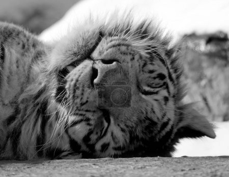 Foto de Retrato de tigre lindo durmiendo en el zoológico - Imagen libre de derechos