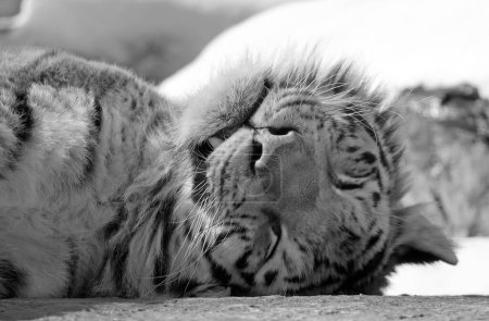 Téléchargez les photos : Portrait de tigre mignon dormant dans le zoo - en image libre de droit