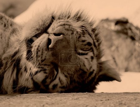 Téléchargez les photos : Portrait de tigre mignon dormant dans le zoo - en image libre de droit