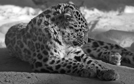 Photo for Close up view of leopard lying in zoo - Royalty Free Image