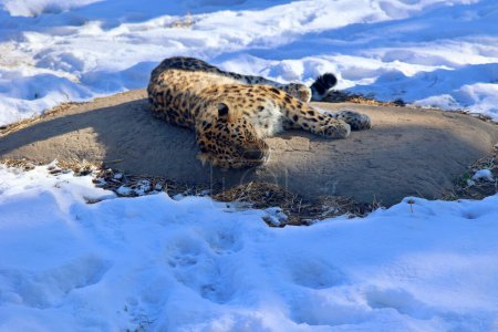 Téléchargez les photos : Vue rapprochée du léopard couché dans le zoo - en image libre de droit