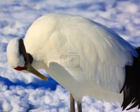 Photo for Red-crowned crane (Grus japonensis), also called the Manchurian crane or Japanese crane, large East Asian crane - Royalty Free Image