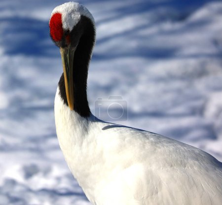 Photo for Red-crowned crane (Grus japonensis), also called the Manchurian crane or Japanese crane, large East Asian crane - Royalty Free Image
