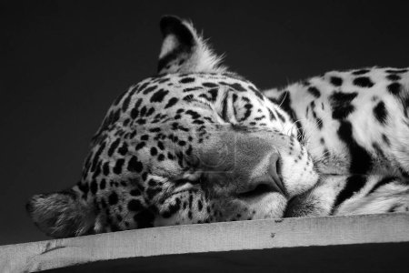 Photo for Close up view of leopard sleeping in zoo - Royalty Free Image