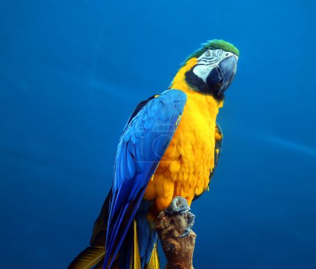Téléchargez les photos : L'Aras bleu et jaune, aussi connu sous le nom d'Aras bleu et or - en image libre de droit