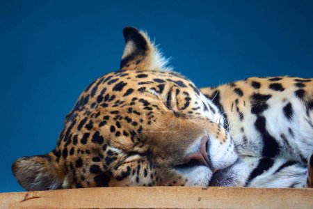 Téléchargez les photos : Vue rapprochée du léopard dormant dans le zoo - en image libre de droit