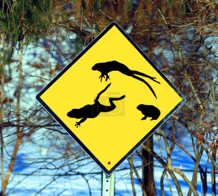 Téléchargez les photos : Grenouille traversant la signalisation routière, animaux et faune - en image libre de droit