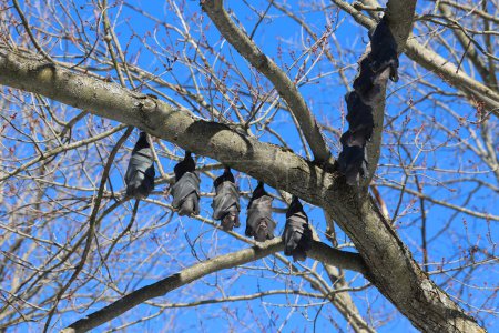 Photo for Black bats sleeping on branches of tree - Royalty Free Image