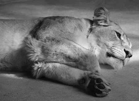 Téléchargez les photos : Portrait de la jeune lionne reposant au zoo - en image libre de droit