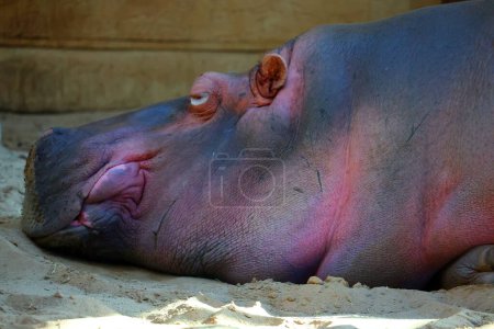 Téléchargez les photos : Gros hippopotame dormant dans un zoo, vue rapprochée - en image libre de droit