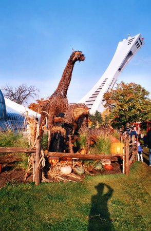 Téléchargez les photos : MONTRÉAL QUÉBEC CANADA 09 08 2001 : Stade olympique de Montréal et sa tour, C'est la plus haute tour inclinée au monde.Tour OlympiC mesure 175 mètres de haut et à un angle de 45 degrés et une sculpture de girafe - en image libre de droit