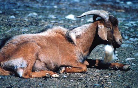Die Hausziege (Capra aegagrus hircus) ist eine Unterart der Ziege, die von der Wildziege aus Südwestasien und Osteuropa domestiziert wird..
