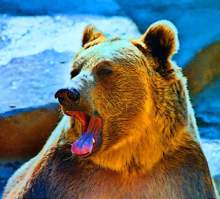 Téléchargez les photos : Grizzly signe illustration pop-art icône de fond avec des taches de couleur - en image libre de droit