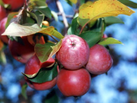 Árbol de manzanas en huerto en el municipio oriental Quebec provincia Canadá