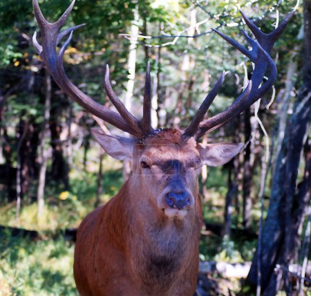 Red deer are ruminants, characterized by a four-chambered stomach. Genetic evidence indicates the red deer as traditionally defined is a species group