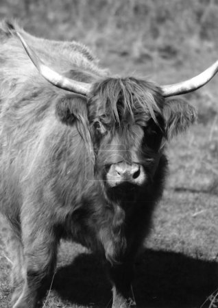 Foto de El ganado de las tierras altas es una raza escocesa de ganado con cuernos largos y abrigos ondulados largos que son de color negro, brindled, rojo, amarillo o dun.. - Imagen libre de derechos