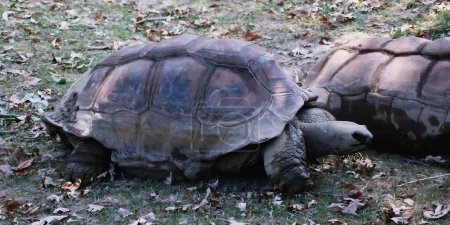 Téléchargez les photos : La tortue géante Aldabra (Aldabrachelys gigantea), originaire des îles de l'atoll d'Aldabra aux Seychelles, est l'une des plus grandes tortues au monde. - en image libre de droit