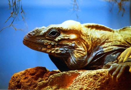 Foto de Iguana es un género de lagartos herbívoros nativos de las áreas tropicales de México, América Central, América del Sur y el Caribe. - Imagen libre de derechos