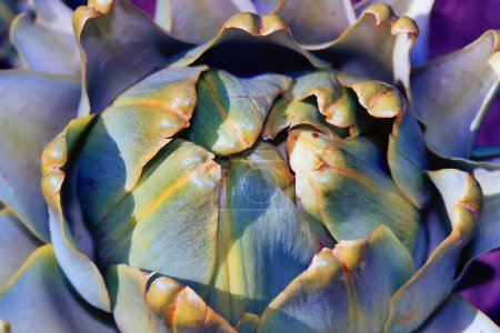 Artichoke (Cynara cardunculus var. scolymus) is a variety of a species of thistle cultivated as a food.
