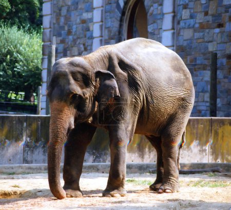 Der Asiatische Elefant (Elephas maximus) ist die einzige lebende Art der Gattung Elephas und kommt in Südostasien von Indien und Nepal im Westen bis Borneo im Osten vor..