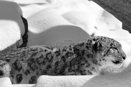 Foto de El leopardo de nieve es un gran gato nativo de las cordilleras de Asia Central y Meridional. Se encuentra en peligro de extinción en la Lista Roja de las Especies Amenazadas de la UICN. - Imagen libre de derechos
