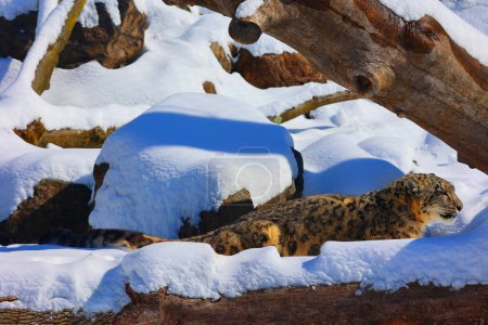 Der Schneeleopard ist eine Großkatze, die in den Gebirgszügen Zentral- und Südasiens beheimatet ist. Er ist auf der Roten Liste der bedrohten Arten der IUCN als gefährdet gelistet.