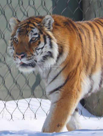 Téléchargez les photos : Le tigre sibérien d'Amour est une population tigrise de Panthera en Extrême-Orient, en particulier en Extrême-Orient russe et en Chine du Nord-Est. - en image libre de droit
