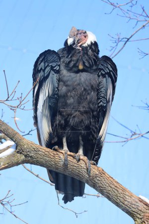 Andean condor Vultur gryphus is a South American bird in the New World vulture family Cathartidae and is the only member of the genus Vultur.