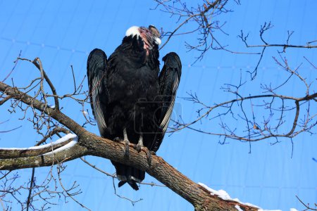 Téléchargez les photos : Le condor andin Vultur gryphus est un oiseau d'Amérique du Sud de la famille des vautours du Nouveau Monde (Cathartidae) et est le seul membre du genre Vultur.. - en image libre de droit