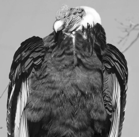 Le condor andin Vultur gryphus est un oiseau d'Amérique du Sud de la famille des vautours du Nouveau Monde (Cathartidae) et est le seul membre du genre Vultur..