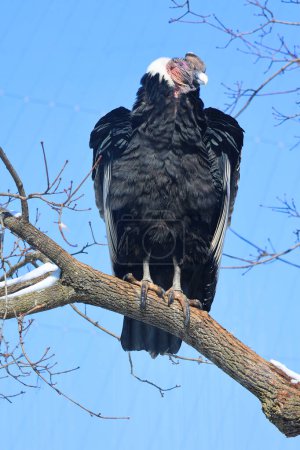 El cóndor andino Vultur gryphus es un ave sudamericana de la familia de buitres del Nuevo Mundo Cathartidae y es el único miembro del género Vultur..