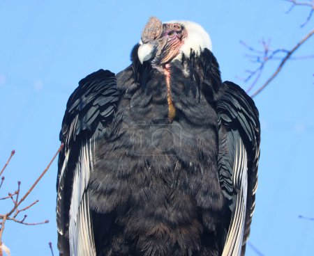 Foto de El cóndor andino Vultur gryphus es un ave sudamericana de la familia de buitres del Nuevo Mundo Cathartidae y es el único miembro del género Vultur.. - Imagen libre de derechos