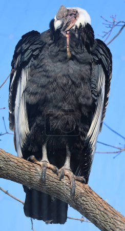 Andenkondor Vultur gryphus ist ein südamerikanischer Vogel aus der Familie der Geier der Neuen Welt Cathartidae und das einzige Mitglied der Gattung Vultur.