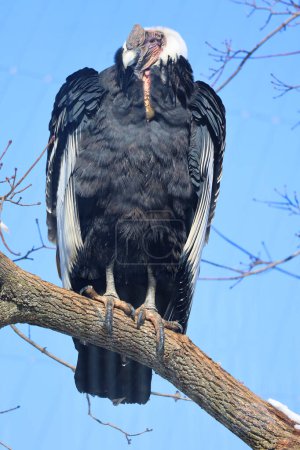 Andean condor Vultur gryphus is a South American bird in the New World vulture family Cathartidae and is the only member of the genus Vultur.
