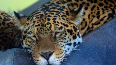 Jaguar ist eine Katze, eine Katze aus der Gattung Panthera, die nur in Amerika heimisch ist. Jaguar ist nach Tiger und Löwe die drittgrößte Katze