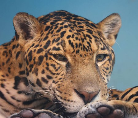 Foto de Jaguar es un gato, un felino del género Panthera que solo existe una especie de Panthera nativa de las Américas. Jaguar es el tercer felino más grande después del tigre y el león - Imagen libre de derechos