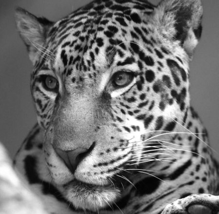 Jaguar est un chat, un félin du genre Panthera, seule espèce existante de Panthera originaire des Amériques. Jaguar est le troisième plus grand félin après le tigre et le lion