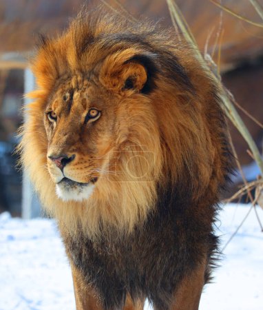 Foto de Playing in snow lion is one of the four big cats in the genus Panthera, and a member of the family Felidae. It is the second-largest living cat after the tiger - Imagen libre de derechos