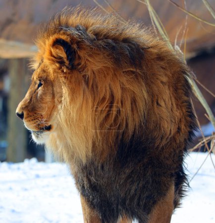 Téléchargez les photos : Jouer chez le lion des neiges est l'un des quatre grands félins du genre Panthera, et un membre de la famille des Felidae. C'est le deuxième chat vivant après le tigre. - en image libre de droit